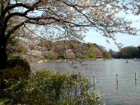 Zenpukuji park