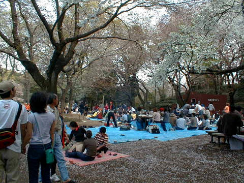 Cherry-blossom viewing in Zenpukuji park.