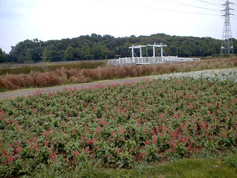 ��{�Ԃ̋u����079043