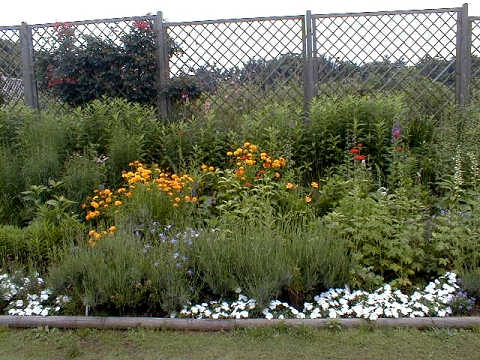 �_���̌������������ł��B