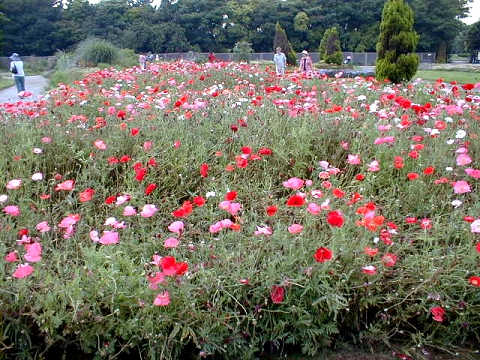 �����ɓ���͂��߂ɖڂɔ�э���ŗ����|�s�[�B