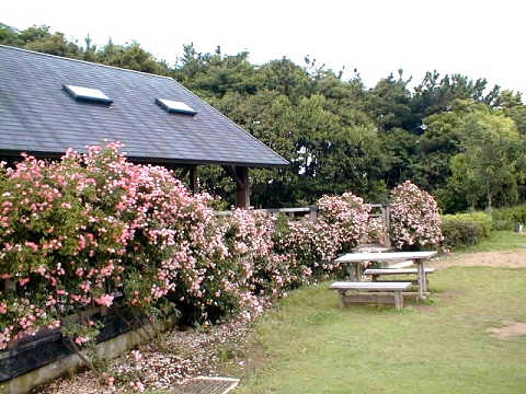 �s���N�̃o���̊_��