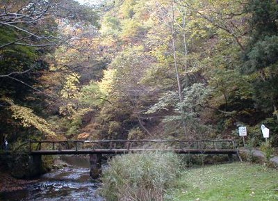 紅葉真っ盛りです。