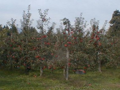 りんごの木