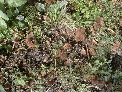 足元に見つけた　いがぐり