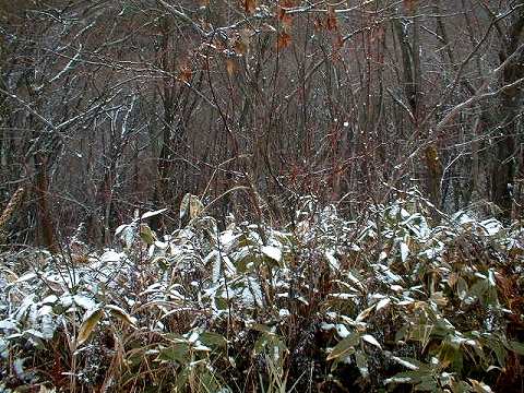 113115$B;V2l9b86(B